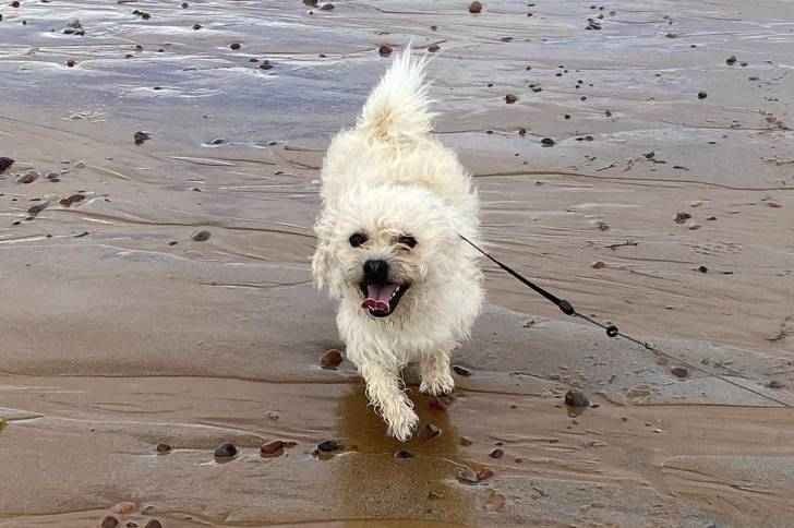 Un Pushon en laisse et courant sur une plage
