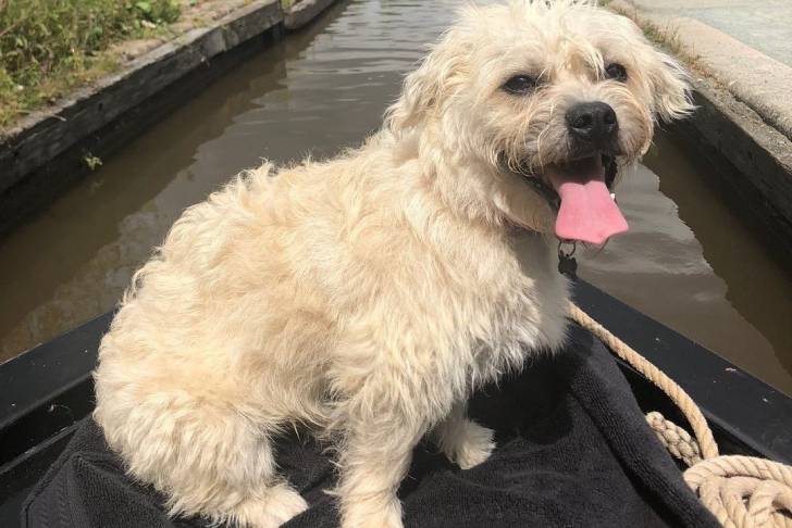 Un Pushon debout sur un bateau flottant sur un canal avec un pont en pierre en arrière-plan