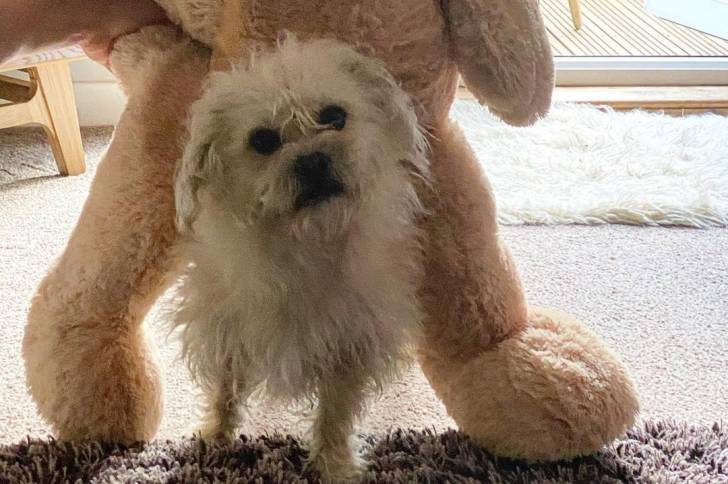 Photo d'un ours en peluche assis sur un Pushon debout sur un tapis