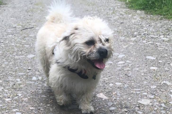Photo d'un Pushon portant un harnais et marchant sur du gravier
