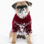 Un Pug Zu portant un pull rouge dans la neige