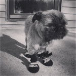 Photo noir et blanc d'un Pug Zu portant des chaussures et se tenant sur une surface en béton