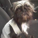 Un Pug Zu portant une chemise blanche et assis sur un siège de voiture