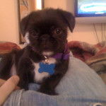 Un Pug Zu assis sur les genoux d’une personne