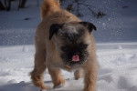 Un Pug Zu en pleine course dans la neige