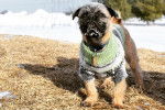 Un Pug Zu portant un pull et debout dans une zone herbeuse avec des plaques de neige en arrière-plan