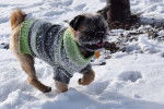 Un Pug Zu portant un pull et jouant sur la neige