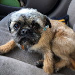 Un Pug Zu allongé sur un siège de voiture gris