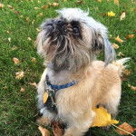 Un Pug Zu portant un collier et assis sur une pelouse herbeuse avec des feuilles mortes éparpillées 