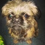 Photo d'un Pug Zu fixant la caméra