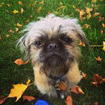 Un Pug Zu portant un collier et assis dans une zone herbeuse avec des feuilles mortes