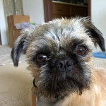 Photo du visage d'un Pug Zu portant un collier avec une étiquette