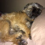 Photo d'un Pug Zu endormi sur un lit