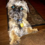 Un Pug Zu assis sur un canapé brun avec un tapis à motifs en arrière-plan