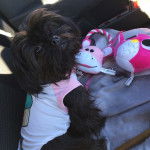 Un Pug Zu portant une chemise rose et assis assis sur une couverture grise