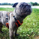 Un Pug Zu portant un harnais et debout dans un parc