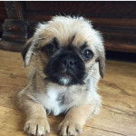 Un Pug Zu allongé sur un plancher en bois