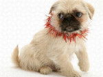 Un Pug Zu portant un collier de guirlande rouge et assis sur un fond blanc