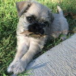 Un Pug Zu allongé sur une pelouse verdoyante et d’un trottoir en béton