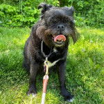 Un Pug Zu portant une laisse et debout une pelouse verdoyante