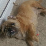 Un Pug Zu allongé sur le côté sur un sol recouvert de moquette