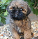 Un Pug Zu assis sur un rocher dans un jardin