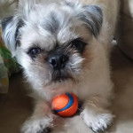 Un Pug Zu avec un ballon et regardant directement la caméra