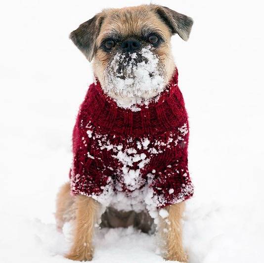 Un Pug Zu portant un pull rouge dans la neige