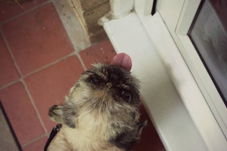 Photo prise de haut d'un Pug Zu regardant vers la caméra et assis sur un sol en brique