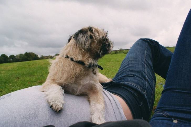 Un Pug Zu couché sur le ventre d’une personne dans un champ herbeux