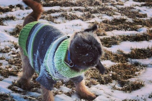 Un Pug Zu portant un pull se promènant dans un champ avec des plaques de neige et de l’herbe morte