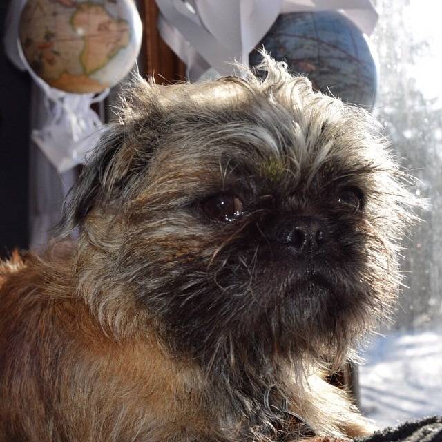 Photo de la tête d'un Pug Zu assis devant une fenêtre avec une vue sur un paysage enneigé