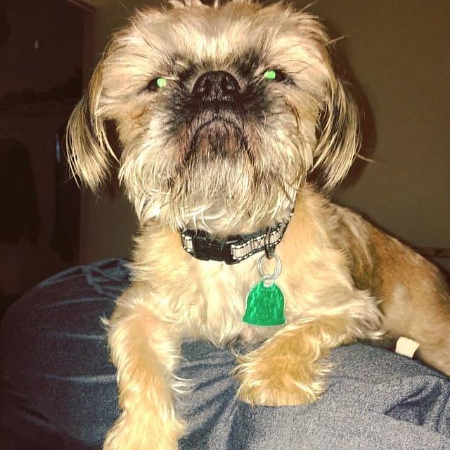 Un Pug Zu regardant directement la caméra et assis sur une personne