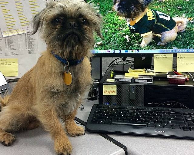 Un Pug Zu assis sur un bureau devant un écran d’ordinateur