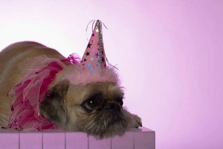 Photo d'un Pug Zu portant un chapeau de fête et assis sur un piano