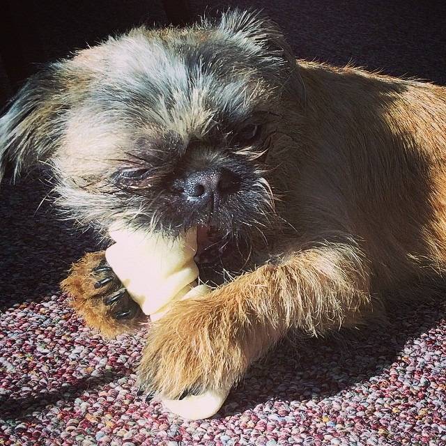 Un Pug Zu allongé sur le côté sur un sol recouvert de moquette et mâchant un os