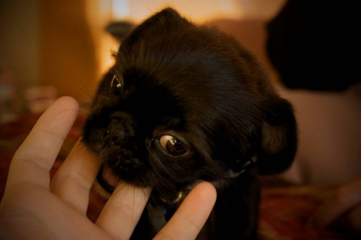 Un Pug Zu noir tenu dans la main d’une personne