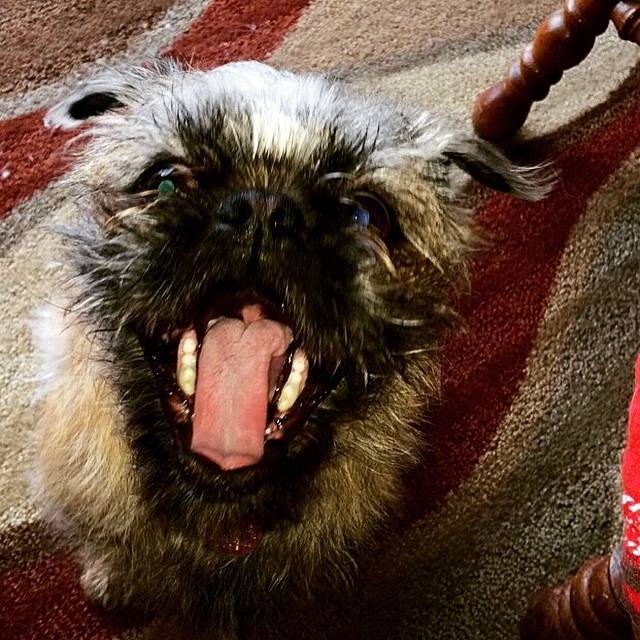 Un Pug Zu assis sur un tapis à motifs avec sa bouche grande ouverte