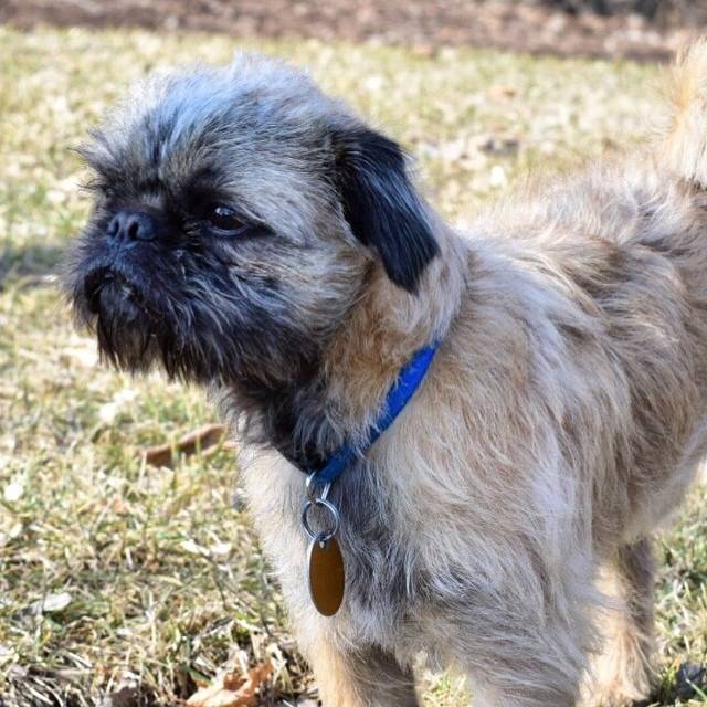 Un Pug Zu debout sur une zone herbeuse avec quelques feuilles dispersées autour