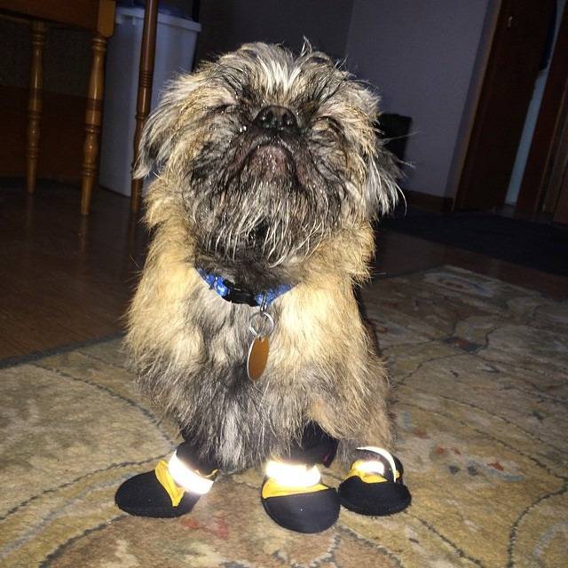 Un Pug Zu avec chaussures et assis sur un tapis