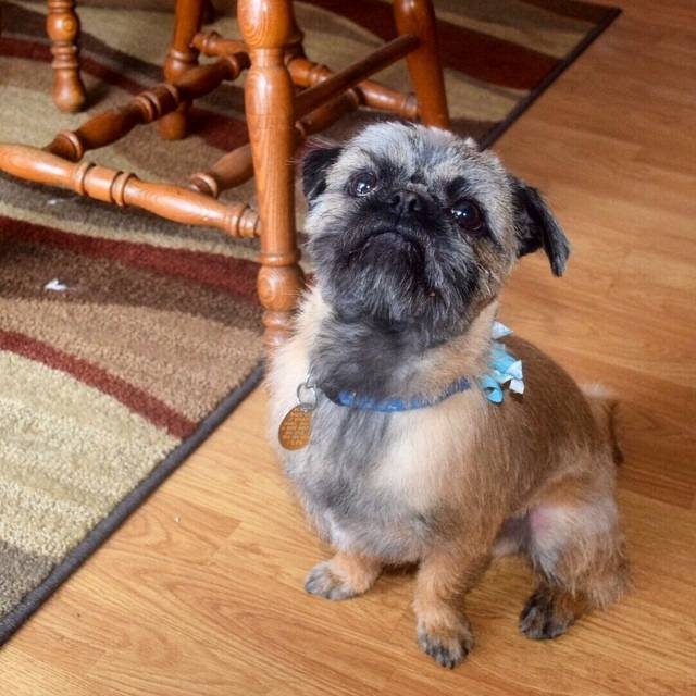 Un pug Zu portant un nœud bleu autour de son cou et assis sur un plancher en bois 