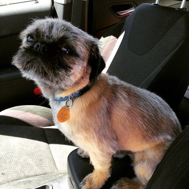 Un Pug Zu assis sur le siège passager d'une voiture