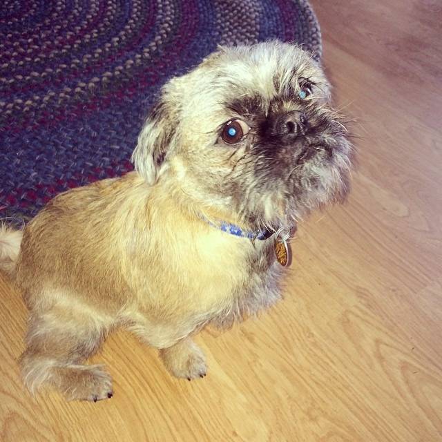Un Pug Zu assis sur un plancher en bois