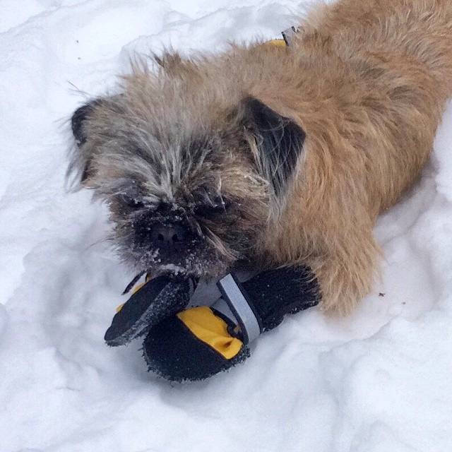 Un Pug Zu portant des bottines noires et couvert de neige