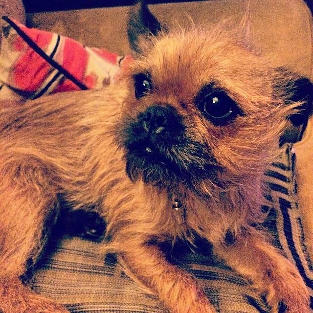 Un Pug Zu portant un collier et allongé sur un canapé