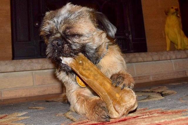 Un Pug Zu mâchant un os et assis sur un tapis