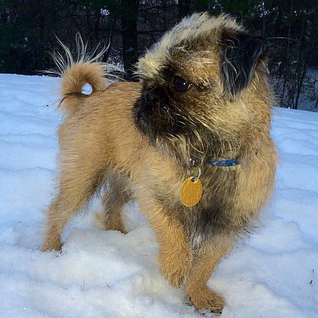 Un Pug Zu portant un collier et debout dans la neige