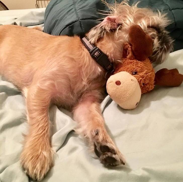 Un Pug Zu dormant sur un lit avec un jouet en peluche
