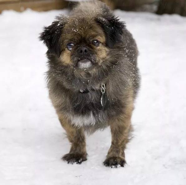 Un Pug Zu debout sur ses quatre pattes dans la neige