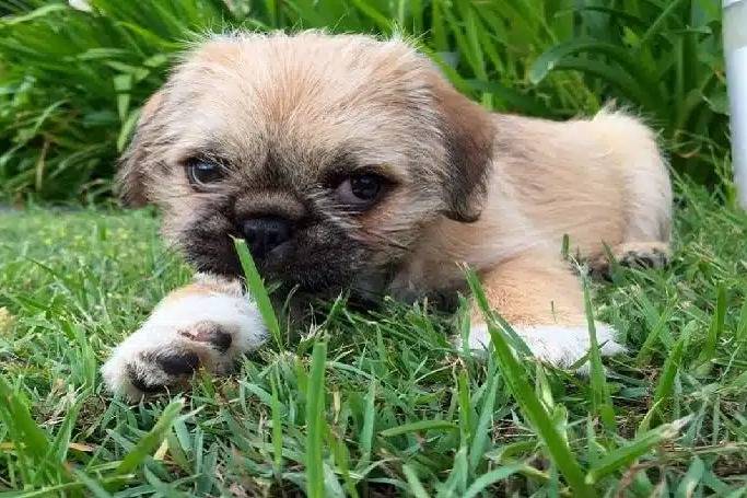 Un Pug Zu allongé sur une surface constituée d’herbe verte et de plantes